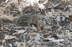 Otospermophilus beecheyi