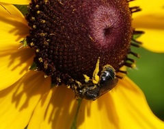 Lasioglossum pectorale
