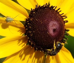 Lasioglossum pectorale