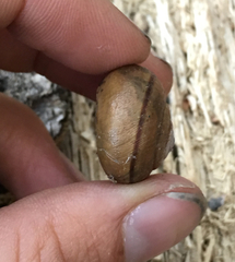 Helminthoglypta cypreophila