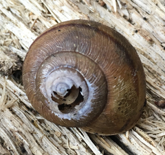 Helminthoglypta cypreophila