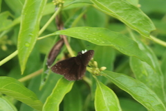 Ephyriades brunnea