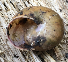 Helminthoglypta cypreophila