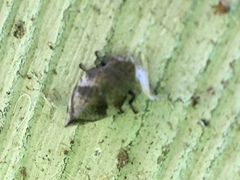 Lepyronia coleoptrata