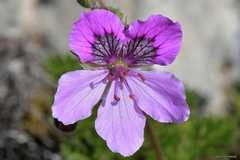 Erodium glandulosum