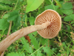 Naucoria escharioides