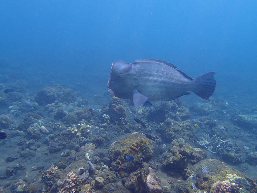 Foto de Pez loro cabezon (Bolbometopon muricatum)