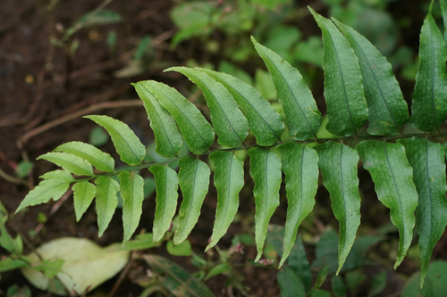 Image of Cyrtomium laetevirens by (c) WATANABE Hitoshi 渡辺仁, some rights reserved (CC BY)