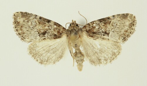 Northern Brocade