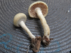 Agrocybe molesta