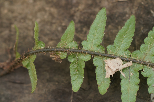 Image of Phegopteris decursive by (c) WATANABE Hitoshi 渡辺仁, some rights reserved (CC BY)