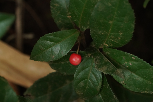 Image of Ardisia japonica by (c) WATANABE Hitoshi 渡辺仁, some rights reserved (CC BY)