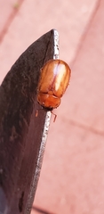 Cyclocephala borealis