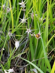 Sabatia campestris