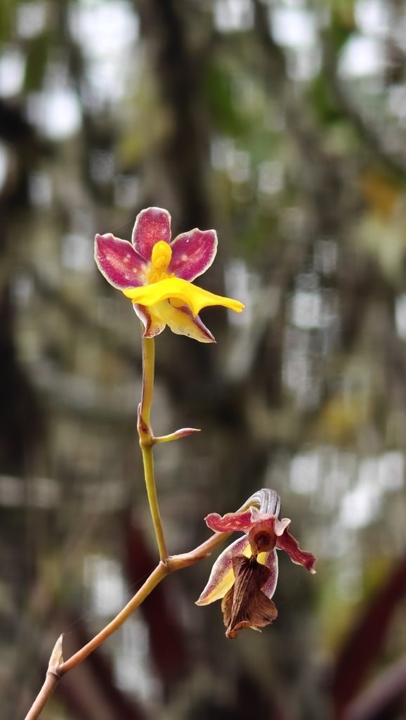 Cyrtochilum aureum