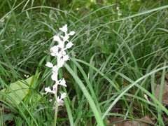 Spiranthes vernalis