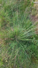 Juncus conglomeratus
