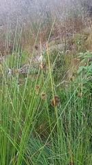 Juncus conglomeratus