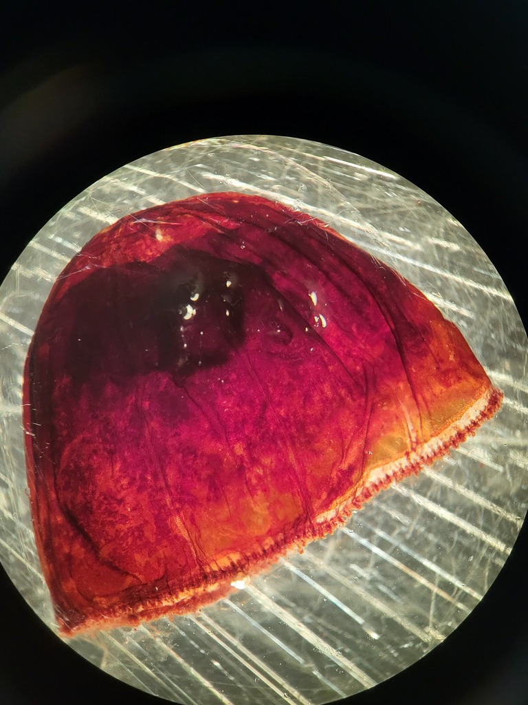 Crossota rufobrunnea