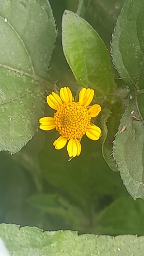 Spilanthes americana, 2024-11-06