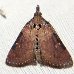 Omphalocera munroei
