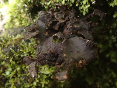 Sticta caliginosa