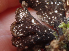 Sticta caliginosa