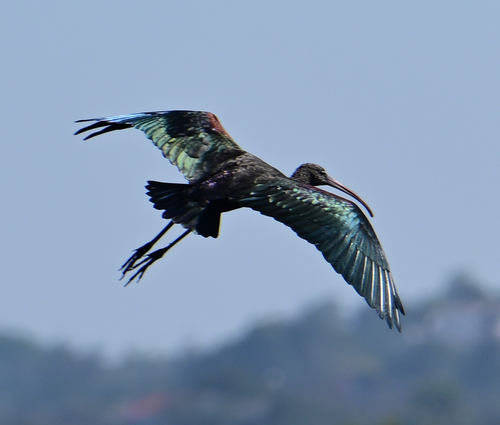 Ibis falcinelle
