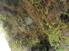 Metrosideros carminea