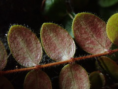 Metrosideros carminea