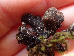 Sticta caliginosa