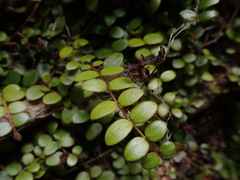 Metrosideros carminea