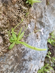 Pinguicula vallisneriifolia