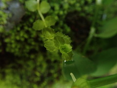 Epilobium pedunculare