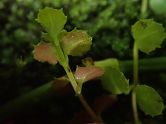 Epilobium pedunculare