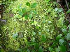 Epilobium pedunculare