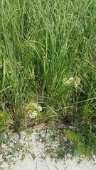 Asclepias verticillata