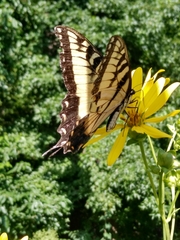 Papilio glaucus