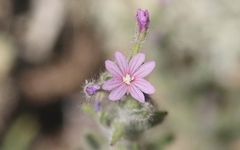 Epilobium densiflorum