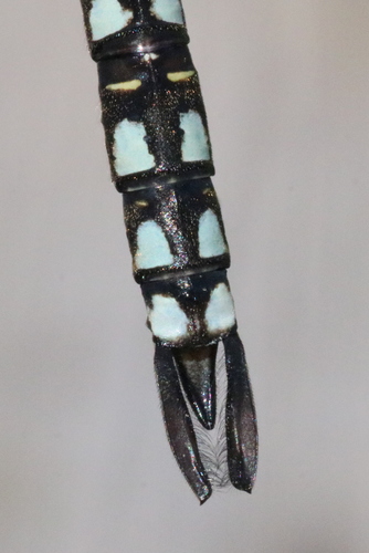 Sedge Darner, photo 3 of 10