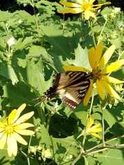 Papilio glaucus
