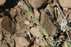Epilobium densiflorum