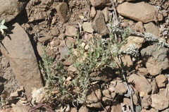 Epilobium densiflorum