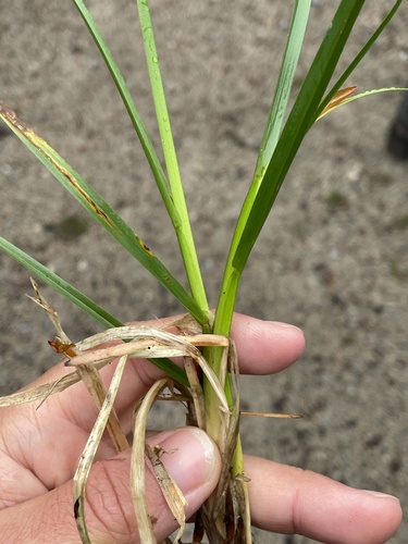 Poa chaixii, photograph 4