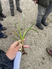 Poa chaixii, photograph (c) Thomas Dreux, some rights reserved (CC BY)