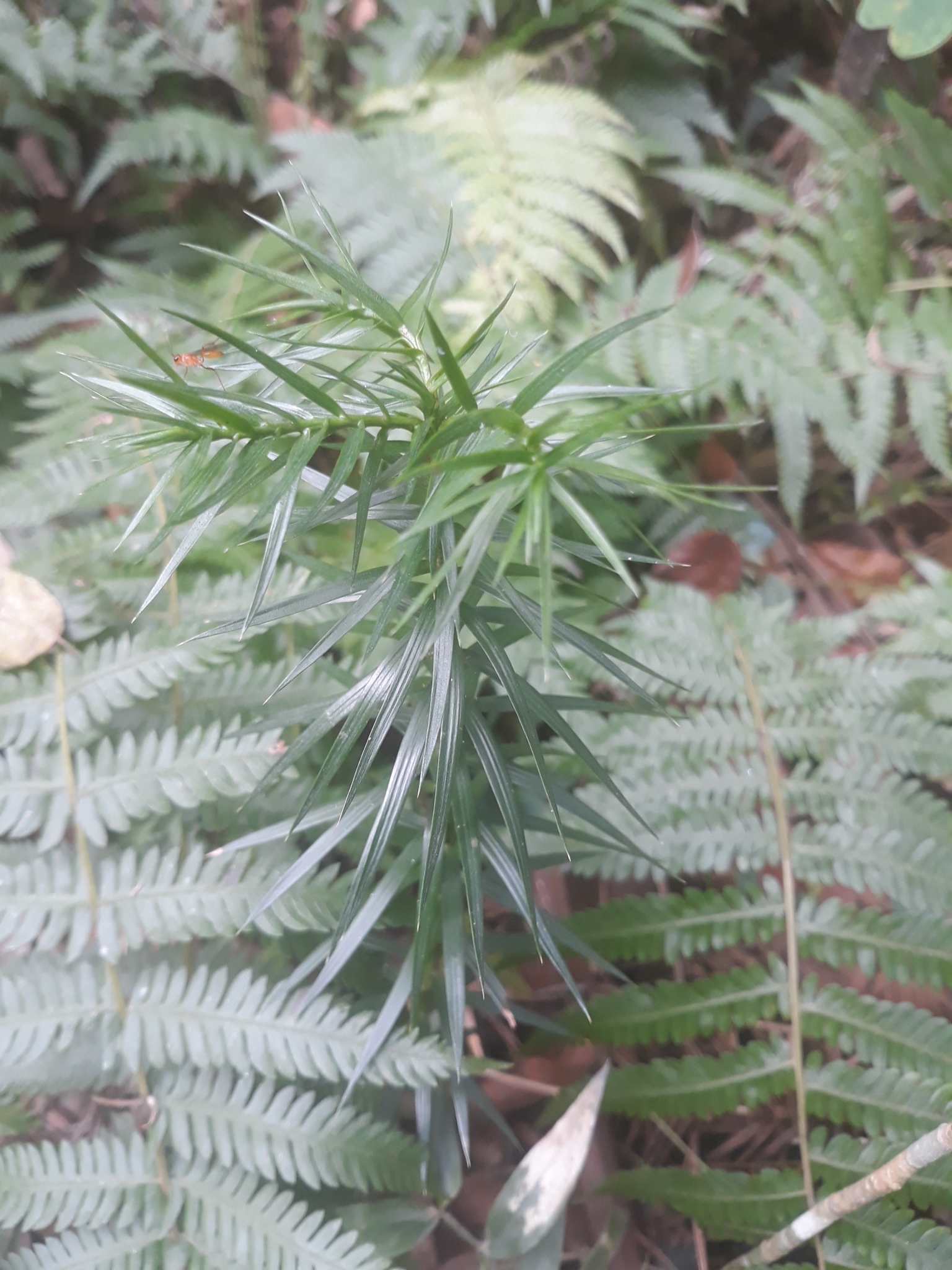 Araucaria angustifolia
