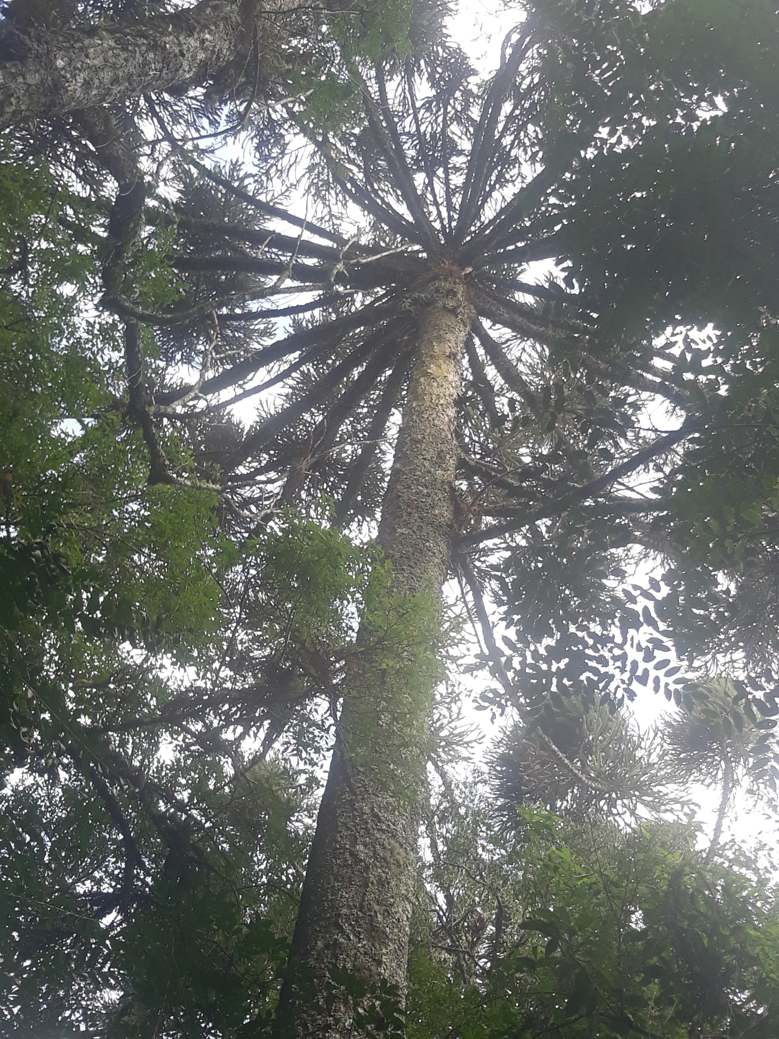 Araucaria angustifolia