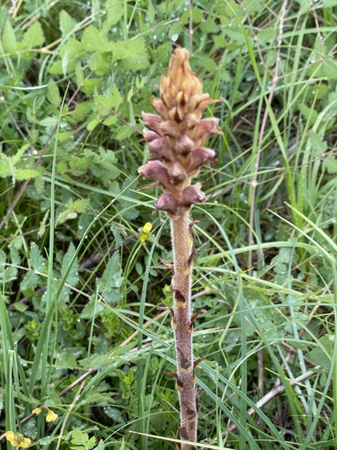 Image of Orobanche alsatica by (c) Thomas Dreux, some rights reserved (CC BY)