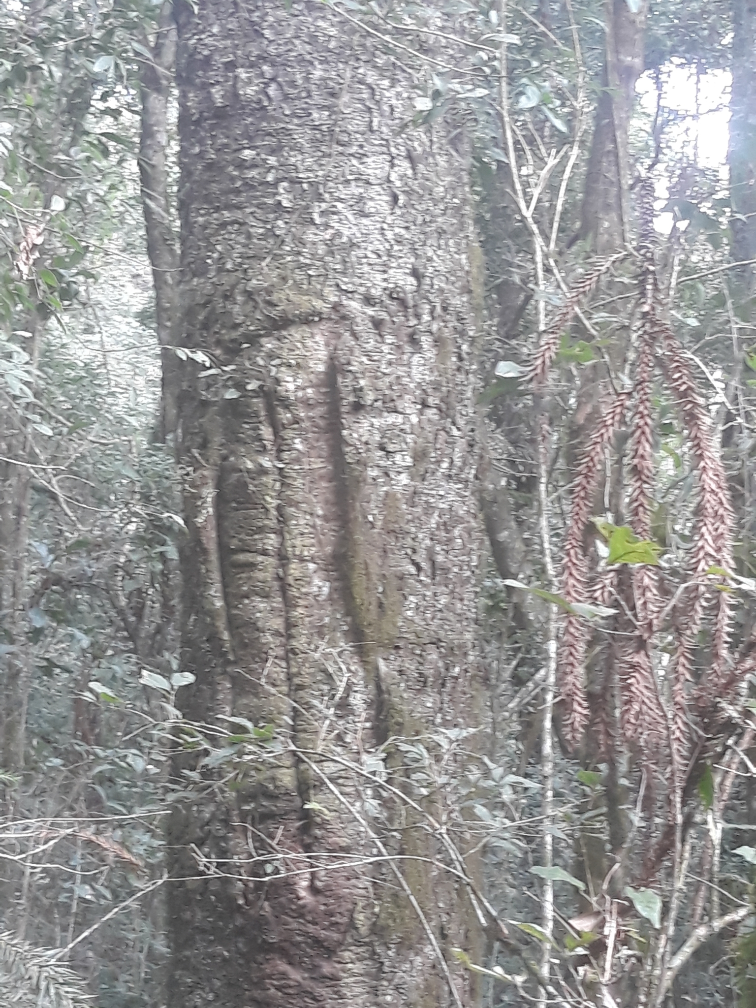 Araucaria angustifolia
