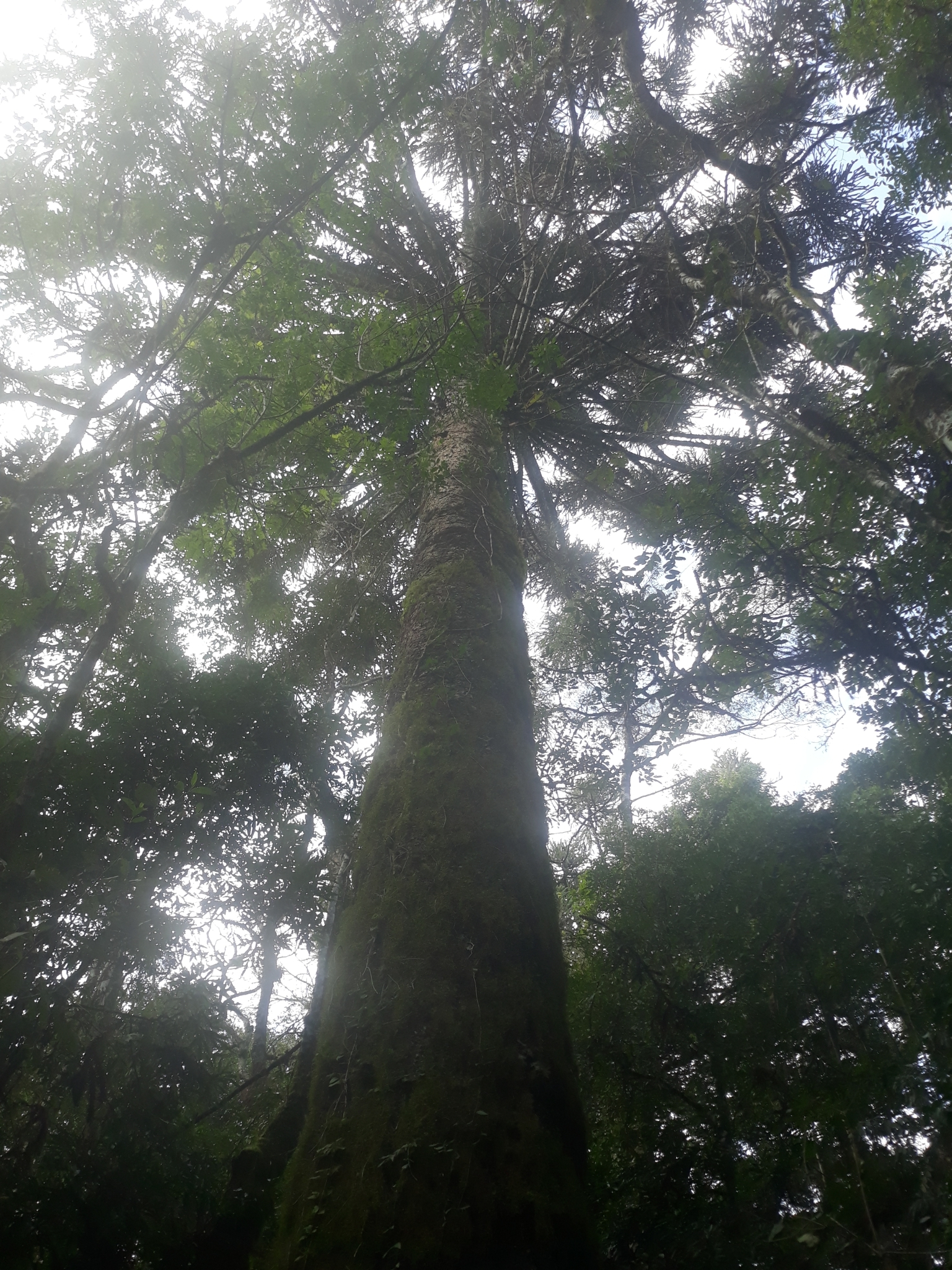 Araucaria angustifolia
